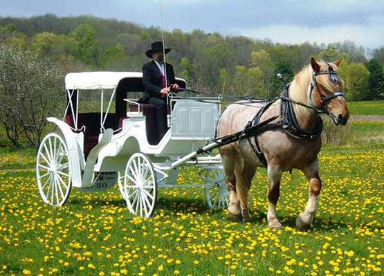 اجاره کالسکه و اسب برای عروسی